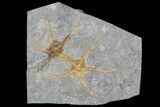 Two Large Ordovician Brittle Stars (Ophiura) - Morocco #92745-1